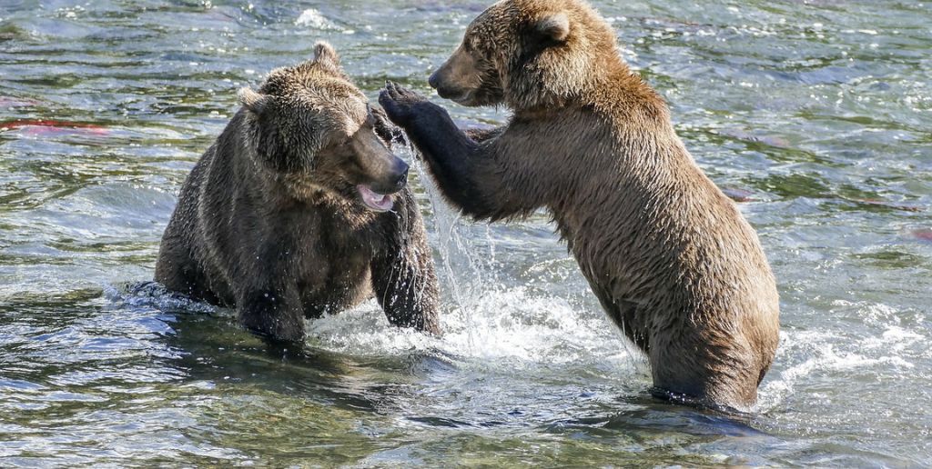 Kodiak