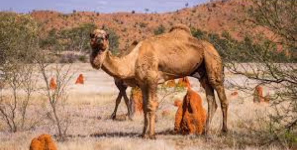 Boulia